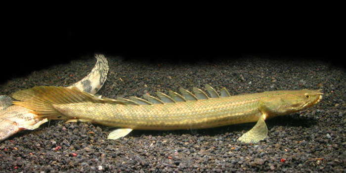 Polypterus bichhir lapradei ポリプテルス ビキール ラプラティ Wild