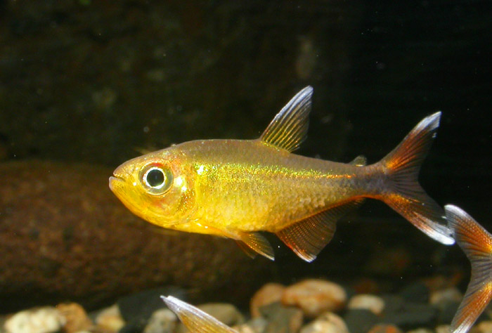 カラシン カーニバル テトラ【熱帯魚図鑑レヨンベールアクア】