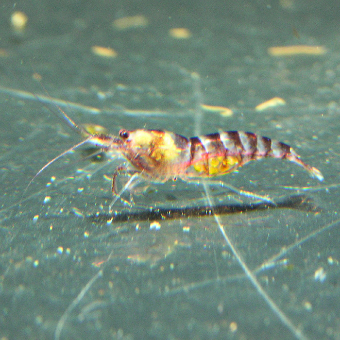 Neocaridina sp from Taipei パープル クリスタル シュリンプ (インボイス）