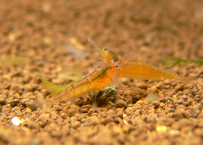 Neocaridina sp Goldensunset_shrimp from Indonesiaゴールデンサンセットシュリンプ インドネシア産 Wild