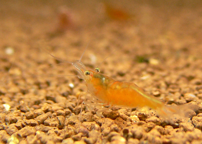 Neocaridina sp Goldensunset_shrimp from Indonesiaゴールデンサンセットシュリンプ インドネシア産 Wild