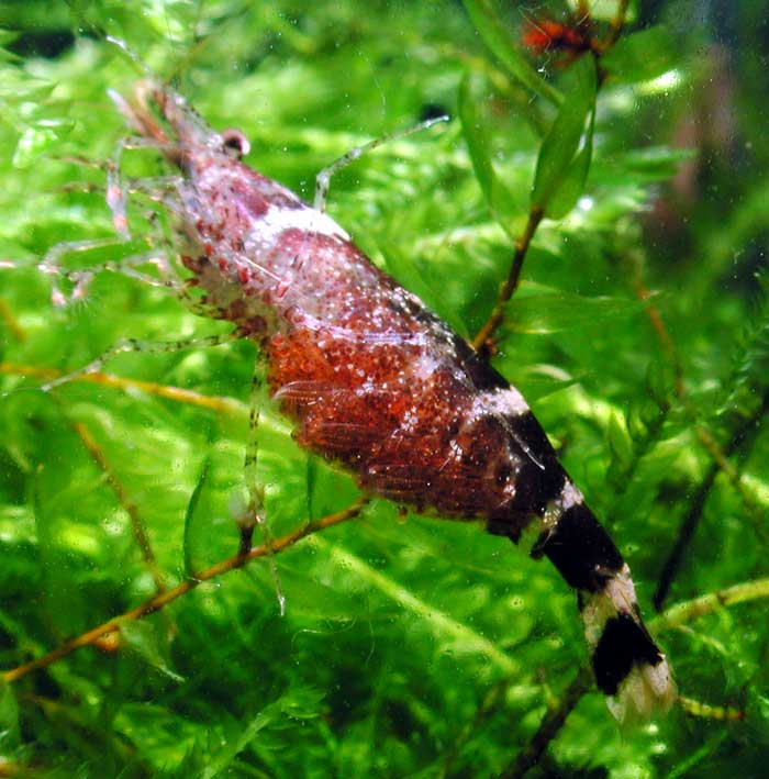 ヒメヌマエビ Caridina serratirostris serratirostris