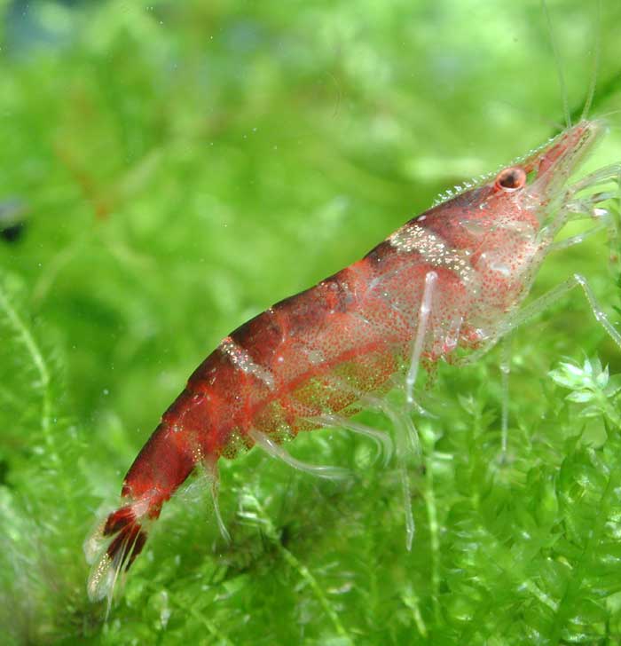 ヒメヌマエビ Caridina serratirostris serratirostris